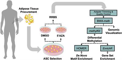 Differential DNA Methylation Encodes Proliferation and Senescence Programs in Human Adipose-Derived Mesenchymal Stem Cells